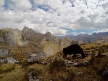Pérou -Cordillera Huayhuash - Trek 8 jours